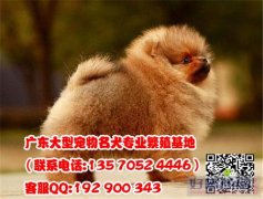 狗场出售哈多利球体可爱博美犬.乖巧小精灵博美犬包健康