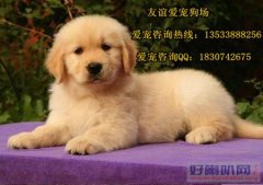 佛山宠物狗金毛幼犬 佛山什么地方有卖金毛犬